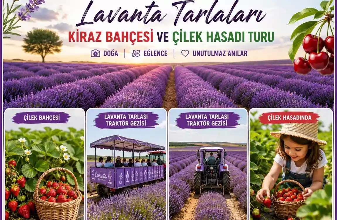 Günübirlik Kırklareli Lavanta Tarlaları, Kiraz Bahçesi Ve Çilek Hasadı Turu
