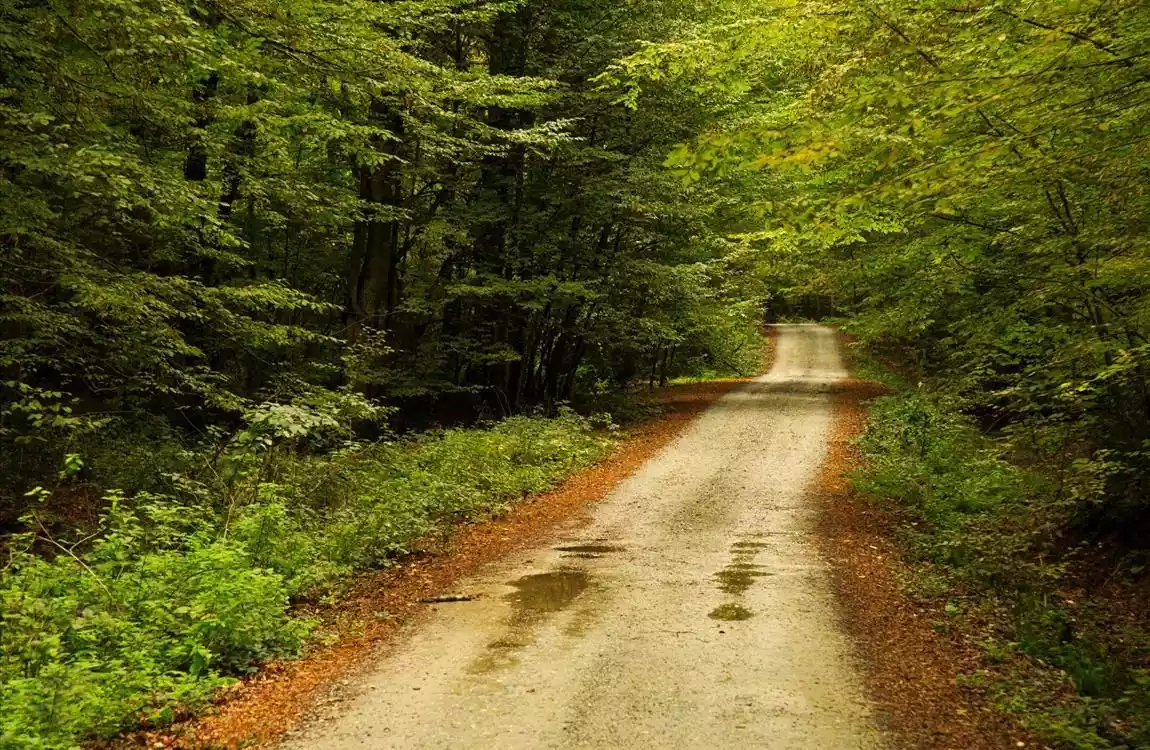 1 Mayıs Özel Günübirlik İğneada Dupnisa Mağarası Longoz Ormanları Turu