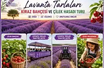 Günübirlik Kırklareli Lavanta Tarlaları, Kiraz Bahçesi Ve Çilek Hasadı Turu