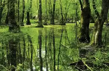 Günübirlik İğneada Dupnisa Mağarası Longoz Ormanları Turu