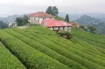 Kurban Bayramı Özel Otobüslü Karadeniz Yaylalar Ve Batum Turu 3 Gece Otel Konaklamalı