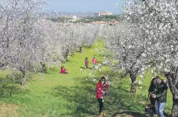 Datça Badem Festivali Turu / 1 Gece Otel Konaklamalı