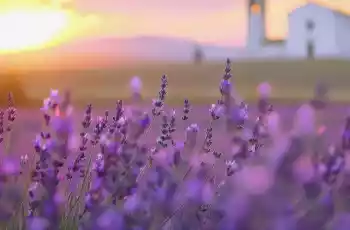 Lavanta Festivali Salda Gölü Pamukkale Turu   1 Gece Konaklama