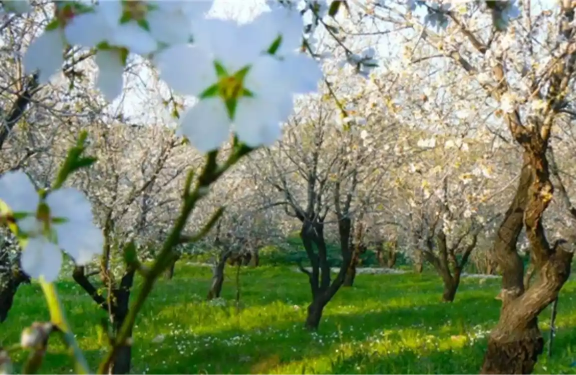 Datça Badem Festivali Turu / 1 Gece Otel Konaklamalı