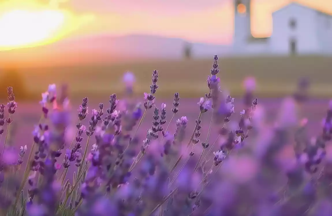 Lavanta Festivali Salda Gölü Pamukkale Turu   1 Gece Konaklama