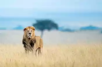 Elegant Kenya Tanzanya Büyük Göç Turu 9 Gece 10 Gün Türk Hava Yolları İle Ekstra Turlar Dahil