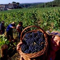 Bozcaada Bağ Bozumu Festivali Turu